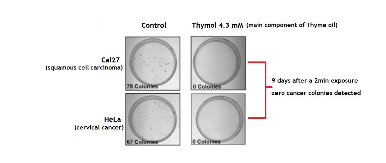 thymol kills cancer cells